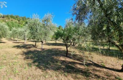 Terreno agricolo in vendita a Casciana Terme Lari